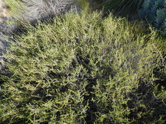 Aspalathus divaricata divaricata