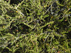 Aspalathus divaricata divaricata