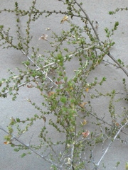 Aspalathus divaricata divaricata