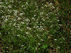 Arabidopsis arenosa arenosa