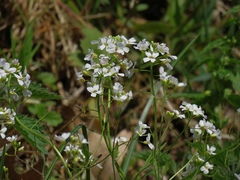 Arabidopsis arenosa arenosa
