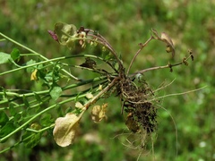 Arabidopsis arenosa arenosa