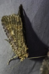 Hypoperigea tonsa