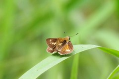 Parnara amalia