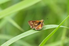 Parnara amalia