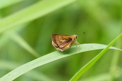 Parnara amalia