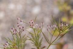 Galium setaceum