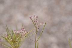 Galium setaceum