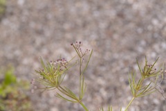 Galium setaceum