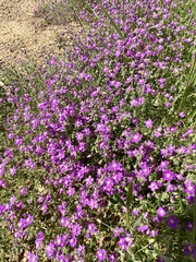 Spergularia purpurea