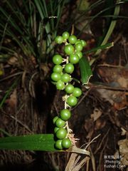 Liriope graminifolia