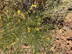 Acmispon glaber glaber