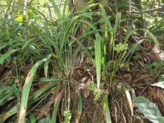 Liriope graminifolia
