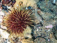 Aspasmogaster tasmaniensis