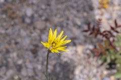 Pseudopodospermum elatum
