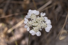 Tordylium aegaeum
