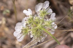 Tordylium aegaeum