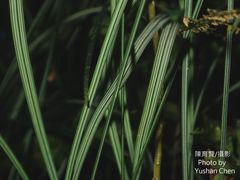 Liriope graminifolia