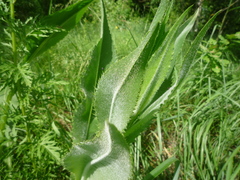 Senecio doria