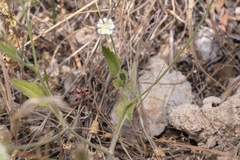 Tordylium aegaeum