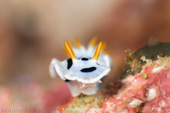 Chromodoris alcalai
