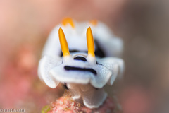 Chromodoris alcalai