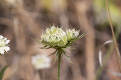 Tordylium aegaeum