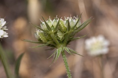 Tordylium aegaeum