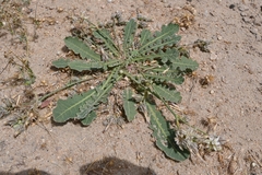 Launaea capitata