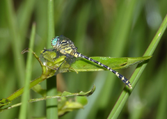 Austrogomphus arbustorum