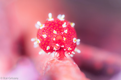 Primovula tadashigei