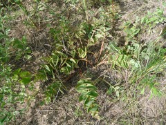 Hylotelephium maximum ruprechtii