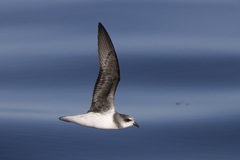 Soft-Plumaged Petrel photo 3