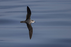 Soft-Plumaged Petrel photo 4