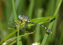 Austrogomphus arbustorum