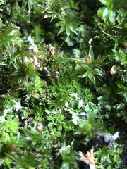 Syntrichia pagorum
