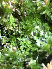 Syntrichia pagorum