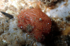 Pyura fissa