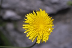 Crepis commutata