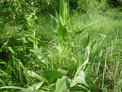 Senecio doria