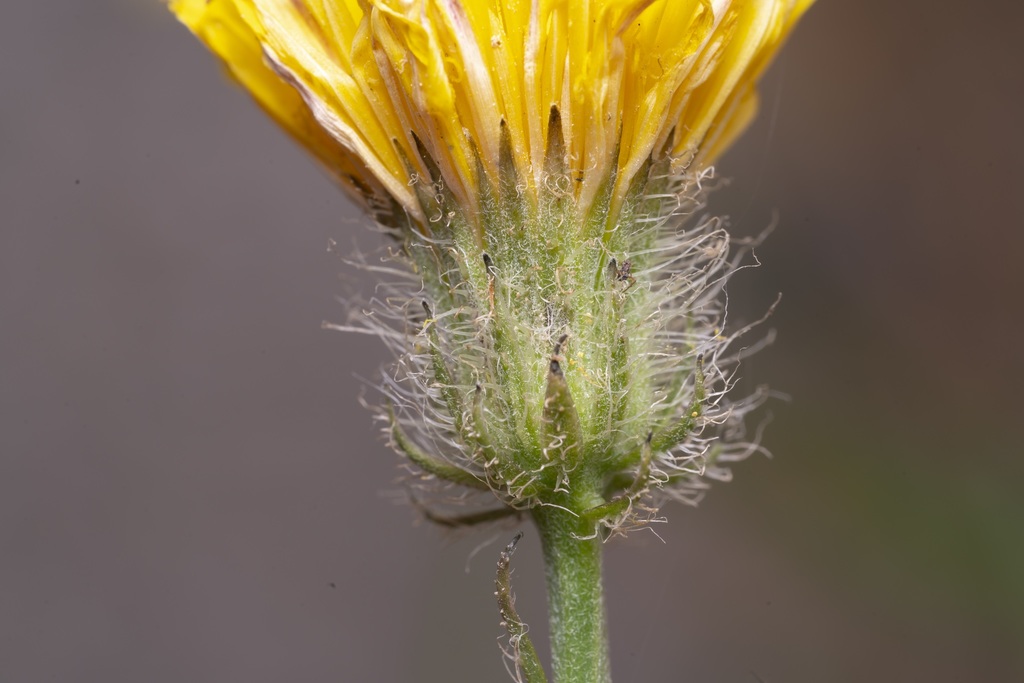 Confused Hawksbeard