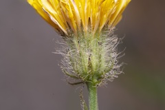 Crepis commutata