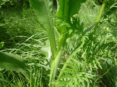 Senecio doria