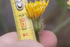 Crepis commutata