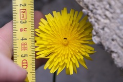Crepis commutata
