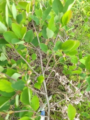 Amelanchier nantucketensis