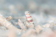 Amblyeleotris wheeleri