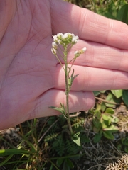 Capsella bursa-pastoris