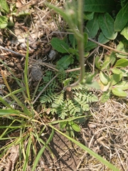 Capsella bursa-pastoris