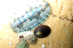Ischnochiton smaragdinus